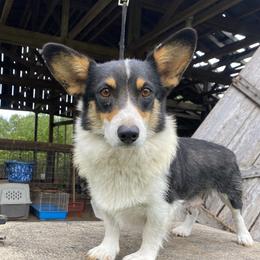 Minnie  - American Corgi