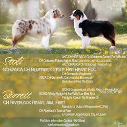 Australian Shepherd puppies from Riverlook Australian Shepherds