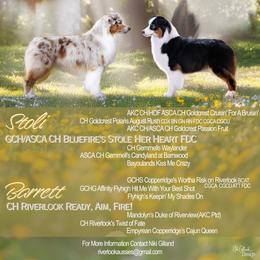 Australian Shepherd puppies from Riverlook Australian Shepherds
