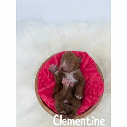Clementine - Red  male Goldendoodle puppy in Smithfield, Kentucky from KBK9 Kennels