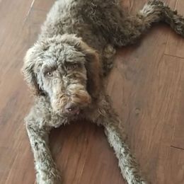 Poodles from Alisha Sharp