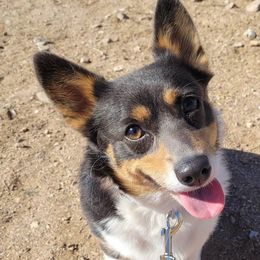 Pembroke Welsh Corgis from Little Reds Corgis