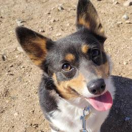 Pembroke Welsh Corgis from Little Reds Corgis