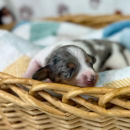 Cara - Dapple female Dachshund puppy in Boon, Michigan from Michiana Dachshunds