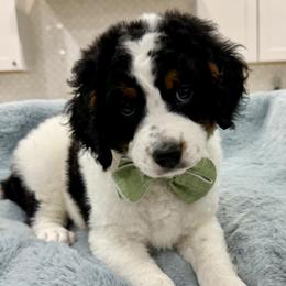 Cooper - Tri-color male Bernedoodle puppy in Herriman, Utah from Rose canyon doodles
