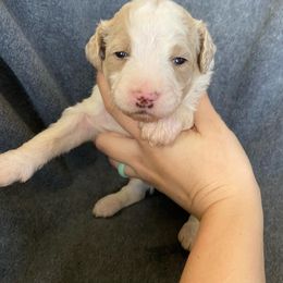 Bernedoodle Puppies from Crider’s Critters