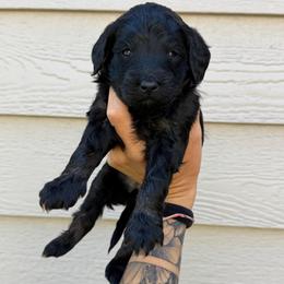 Sabrina - Black female Bernedoodle puppy in Horseshoe Bend, Idaho from Over the Moon Poodles and Doodles