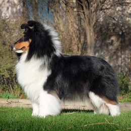 Silvie - Shetland Sheepdog