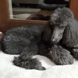 Poodle All Grown Up from TNT Poodles