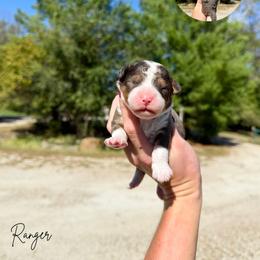 Astro - Tri-color male Bernedoodle puppy in Wamego, Kansas from Doodles of Oz