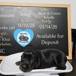 Ebenezer - Brindle male Dachshund puppy in Hoquiam, Washington from Heyd's Mini Dachshunds