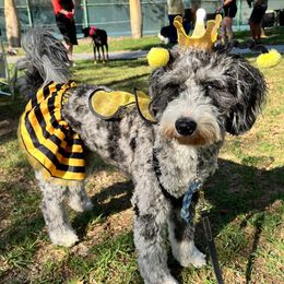 Freya - Aussiedoodle
