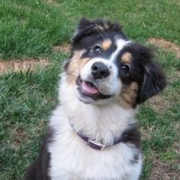 Australian Shepherds from Jazztime Aussies
