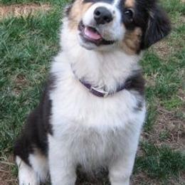 Australian Shepherds from Jazztime Aussies