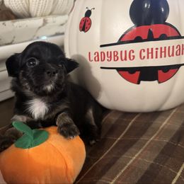 Nellie - Black and red female Chihuahua puppy in Brooklyn, Connecticut from Ladybug Chihuahuas