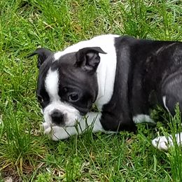 Boston Terriers from Wiggle Butt Bostons