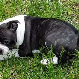 Boston Terriers from Wiggle Butt Bostons
