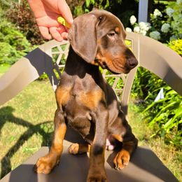 Girl 2 - Red and rust female Doberman Pinscher puppy in Chagrin Falls, Ohio from Schloss Velburg Dobermanns
