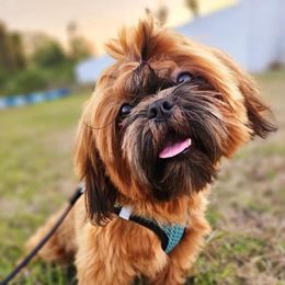 Roo - Shih Tzu