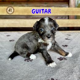 Guitar - Blue merle male Bernedoodle puppy in Banner Elk, North Carolina from Walnut Tree Bernedoodles