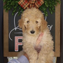 Charlie - Cream male Goldendoodle puppy in Ovilla, Texas from Osgood Doodles