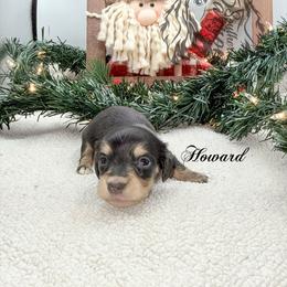 Howard - Black and cream male Dachshund puppy in Prairieville, Louisiana from Southern Barron Danes & Dachshunds