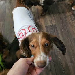 Foxy Ray - Dachshund