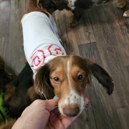 Foxy Ray - Dachshund