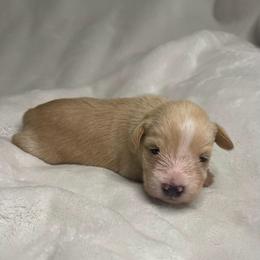 Lindsey - Wheaten female Miniature Schnauzer puppy in Brundidge, Alabama from Deez Pups Magnificent Schnauzers
