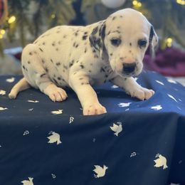 Girl 3 - Dalmatian puppy in Knoxville, Arkansas from K2 Dalmatians