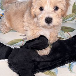 Juno - Cream male Maltipoo puppy in West Jordan, Utah from Mid Sized Maltipoos and More LLC