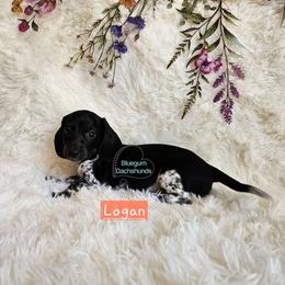 Logan smooth black and tan pie - Piebald male Dachshund puppy in Herald, California from Bluegum Dachshunds