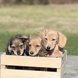 Dachshund Puppies from Northwest Dachshunds