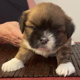 Boy 1 - Red male Lhasa Apso puppy in Palm Bay, Florida from Lhasa Apso Doggy Stylez Fl