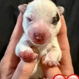 Hera - Red speckled female Australian Cattle Dog puppy in Clovis, California from Miller Australian Cattle Dogs