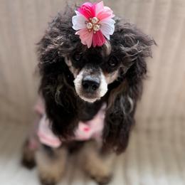 Cookie - Poodle