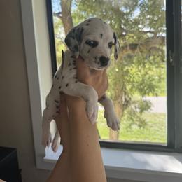 Daisy - White and black female Dalmatian puppy in Lehigh Acres, Florida from PupsMansion