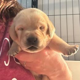 Topaz - Yellow male Labrador Retriever puppy in Rock Hill, South Carolina from North Star Retrievers