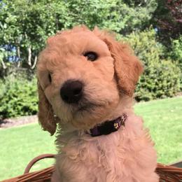Olaf - Cream male Goldendoodle puppy in Belfair, Washington from Merry R Goldendoodles