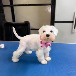 White Girl - White female Miniature Schnauzer puppy in Springdale, Arkansas from Rc Kennels