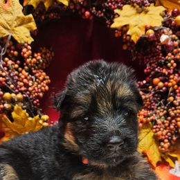Miss Magenta - Black and red female German Shepherd puppy in Newaygo, Michigan from Sterley Shepherds