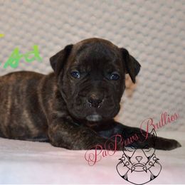 Isa - Tiger female Perro de Presa Canario puppy in El Paso, Texas from PaPaws Gotta Love It Kennels