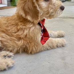 Bernedoodle, Goldendoodle, and Labradoodle Puppies from Oopsie Doodles of NC