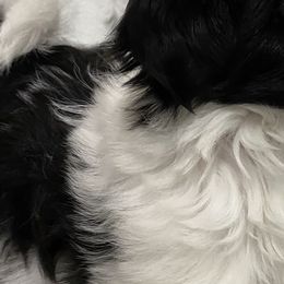 Shih Tzus from SilkTapestry Shih-Tzu