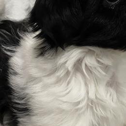 Shih Tzus from SilkTapestry Shih-Tzu