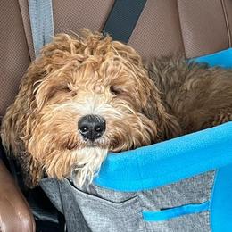 Bernedoodle and Sheepadoodle Puppies from Texas Hill Country Sheepadoodles & Bernedoodles