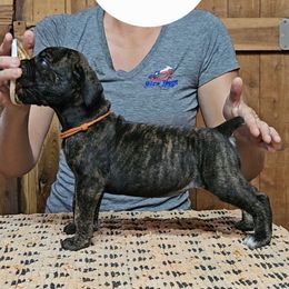 Orange Collar - Brindle female Boerboel puppy in Pattison, Texas from Sure Bet Kennels