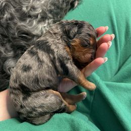 Mr.Salmon - Merle male Bernedoodle puppy in Curtice, Ohio from The Pink Doghouse