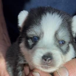 Athena - Black and white female Pomsky puppy in Spring Hill, Florida from PDQ Pomskies