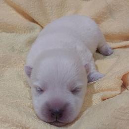 Yellow Girl - White female West Highland White Terrier puppy in Macy, Indiana from Country Grove Breeding LLC